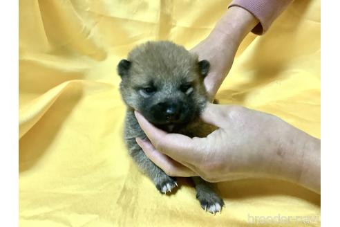 成約済の奈良県の豆柴-160802の6枚目