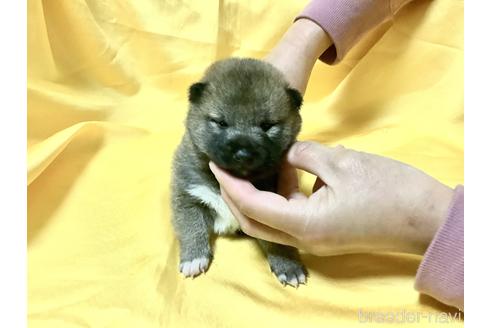 成約済の奈良県の豆柴-160805の11枚目