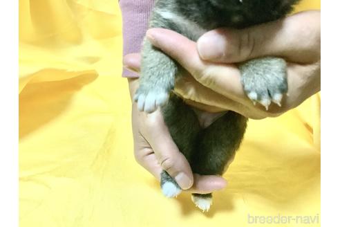 成約済の奈良県の豆柴-160805の10枚目