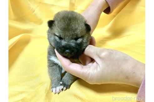 成約済の奈良県の豆柴-160805の8枚目