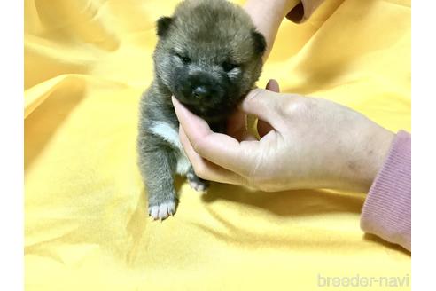 成約済の奈良県の豆柴-160805の7枚目