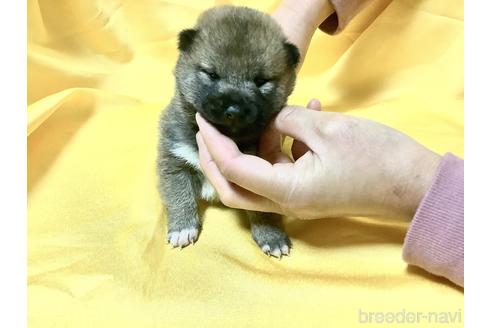 成約済の奈良県の豆柴-160805の6枚目