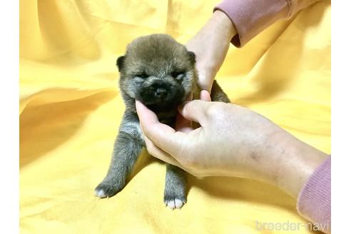 成約済の奈良県の豆柴-160806の10枚目
