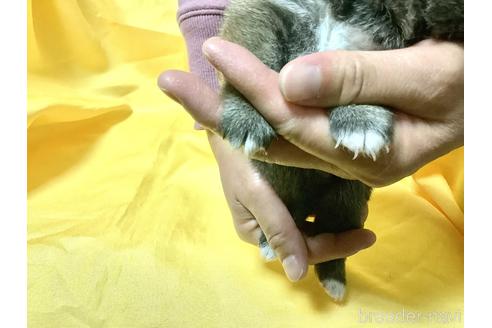 成約済の奈良県の豆柴-160806の9枚目