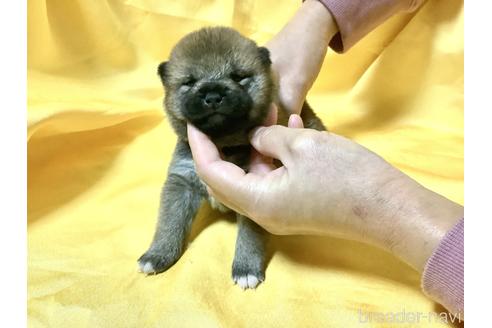 成約済の奈良県の豆柴-160806の7枚目