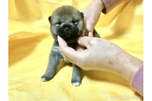 成約済の奈良県の豆柴-160806の6枚目