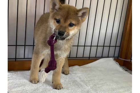 成約済の岡山県の柴犬-158628