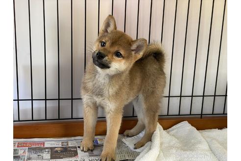 成約済の岡山県の柴犬-158628の5枚目