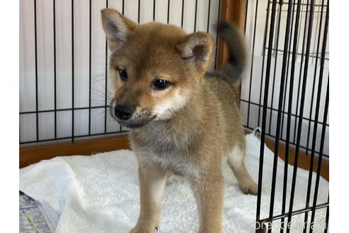 成約済の岡山県の柴犬-158628の4枚目