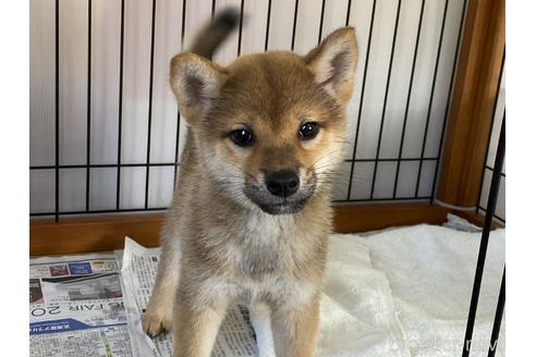 成約済の岡山県の柴犬-158628の3枚目