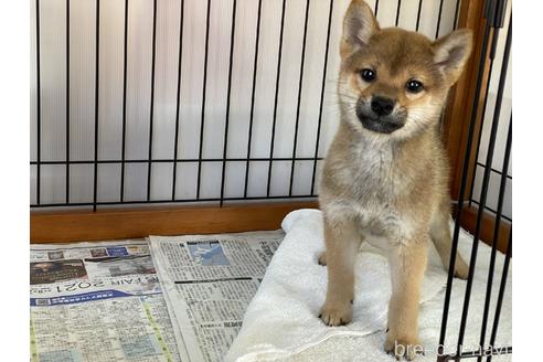 成約済の岡山県の柴犬-158628の2枚目