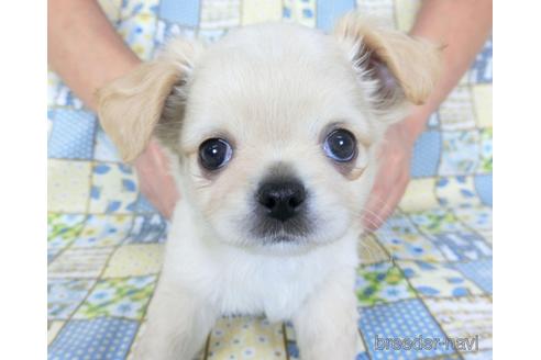 成約済の千葉県のチワワ(ロングコート)-159384の2枚目