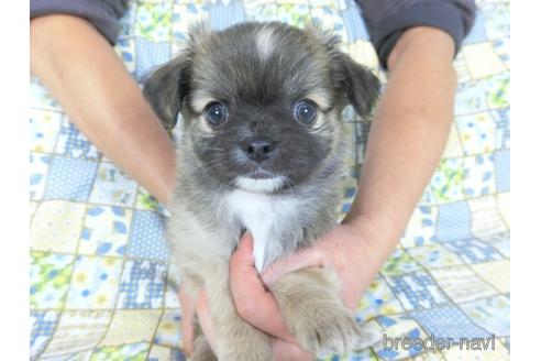成約済の千葉県のチワワ(ロングコート)-159385の4枚目