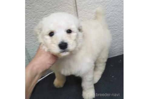 成約済の岐阜県のスタンダードプードル-160846の1枚目