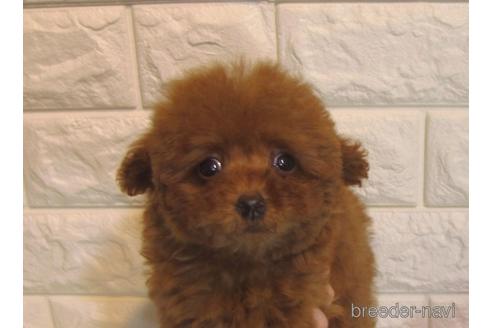 成約済の茨城県のトイプードル-160857の5枚目