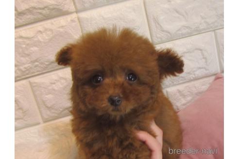 成約済の茨城県のトイプードル-160857の4枚目