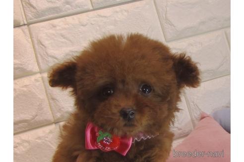 成約済の茨城県のトイプードル-160857の1枚目