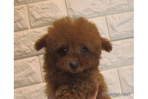 成約済の茨城県のトイプードル-160857の3枚目