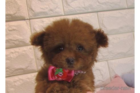 成約済の茨城県のトイプードル-160857の2枚目