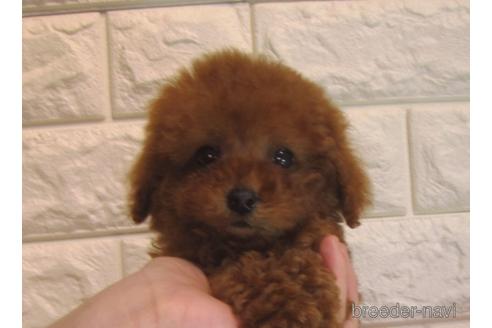 成約済の茨城県のトイプードル-160865の4枚目