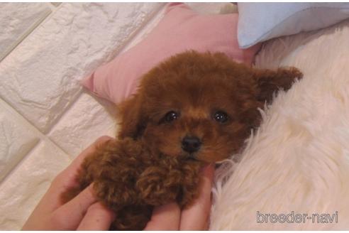 成約済の茨城県のトイプードル-160865の5枚目