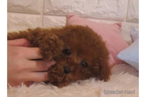 成約済の茨城県のトイプードル-160865の1枚目