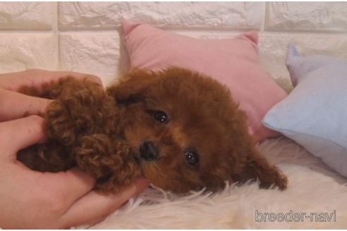 成約済の茨城県のトイプードル-160865の2枚目