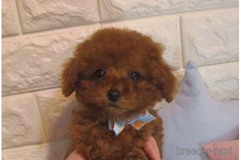 成約済の茨城県のトイプードル-160865の3枚目