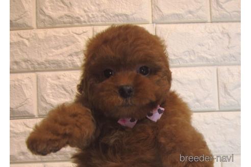 成約済の茨城県のトイプードル-160867の5枚目