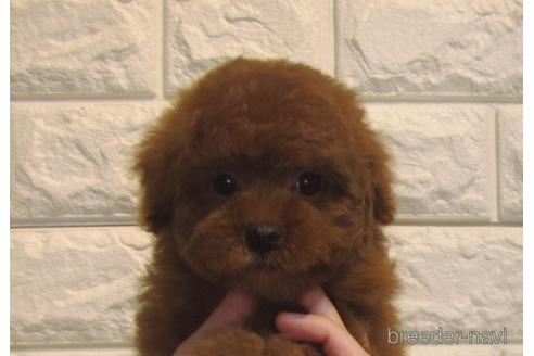 成約済の茨城県のトイプードル-160867の4枚目