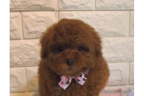 成約済の茨城県のトイプードル-160867の3枚目