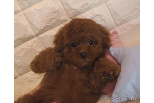 成約済の茨城県のトイプードル-160867の1枚目