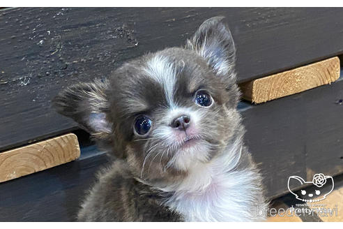 成約済の愛知県のチワワ(ロングコート)-160885