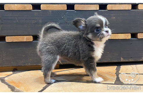 成約済の愛知県のチワワ(ロングコート)-160885の4枚目