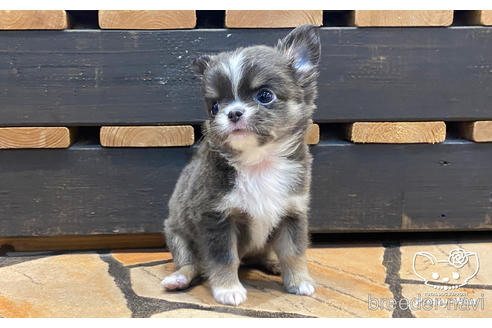 成約済の愛知県のチワワ(ロングコート)-160885の6枚目