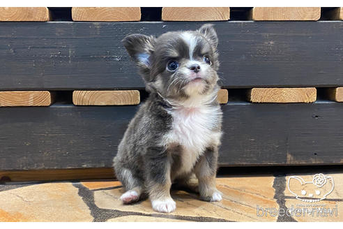 成約済の愛知県のチワワ(ロングコート)-160885の2枚目