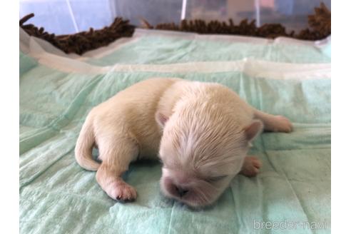 成約済の愛知県のペキニーズ-160939の3枚目