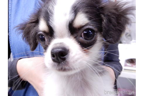 成約済の千葉県のチワワ(ロングコート)-153284の1枚目