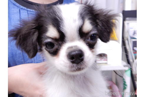 成約済の千葉県のチワワ(ロングコート)-153284の4枚目