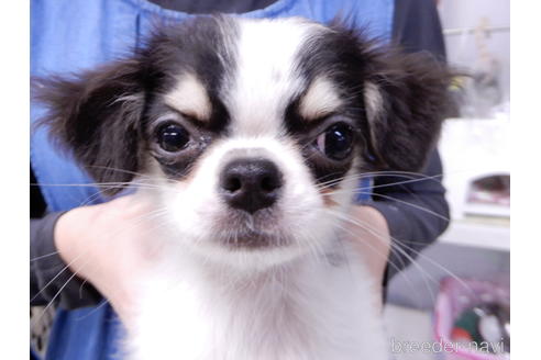 成約済の千葉県のチワワ(ロングコート)-153284の3枚目