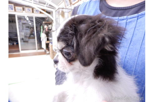 成約済の千葉県のチワワ(ロングコート)-153284の2枚目