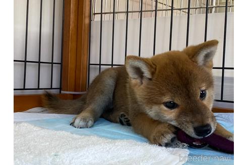 成約済の岡山県の柴犬-160940の10枚目