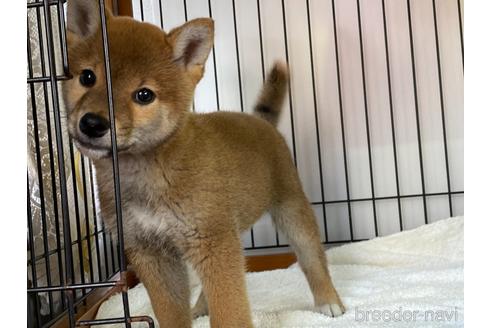 成約済の岡山県の柴犬-160940の9枚目