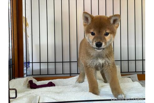 成約済の岡山県の柴犬-160940の6枚目