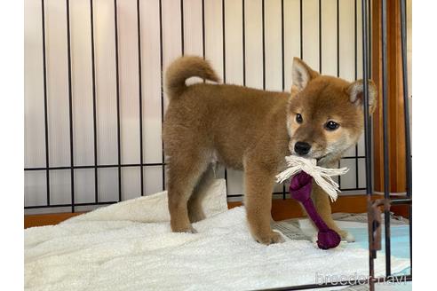 成約済の岡山県の柴犬-160940の7枚目