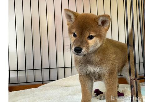 成約済の岡山県の柴犬-160940の8枚目