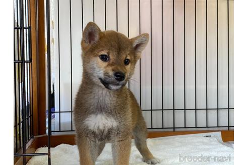 成約済の岡山県の柴犬-160944の5枚目