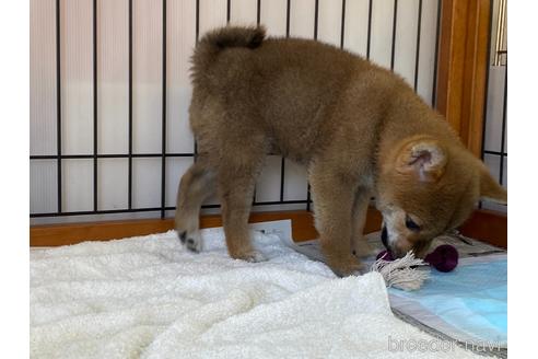 成約済の岡山県の柴犬-160944の4枚目