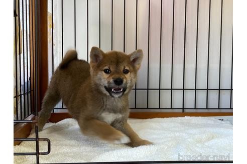 成約済の岡山県の柴犬-160944の3枚目