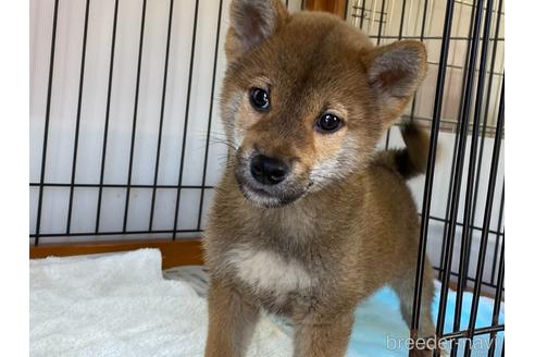 成約済の岡山県の柴犬-160944の2枚目